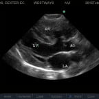 tetralogy of fallot in a cat